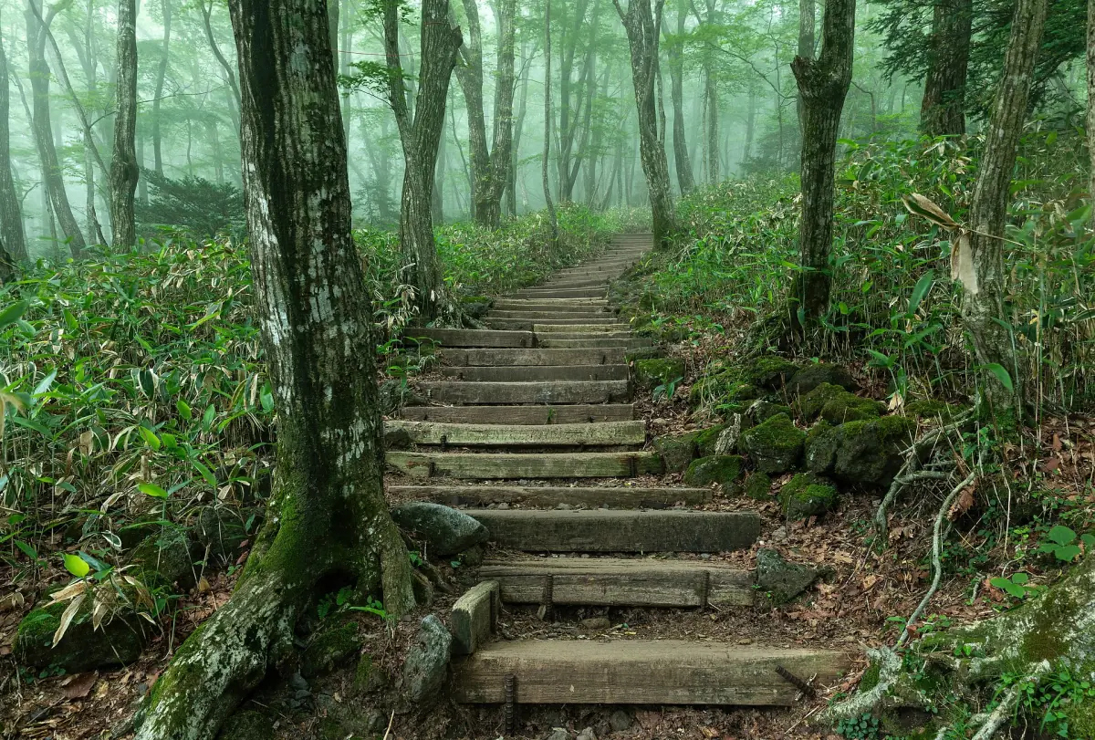 Wooden stairs through the Eorimok forest on Hallasan