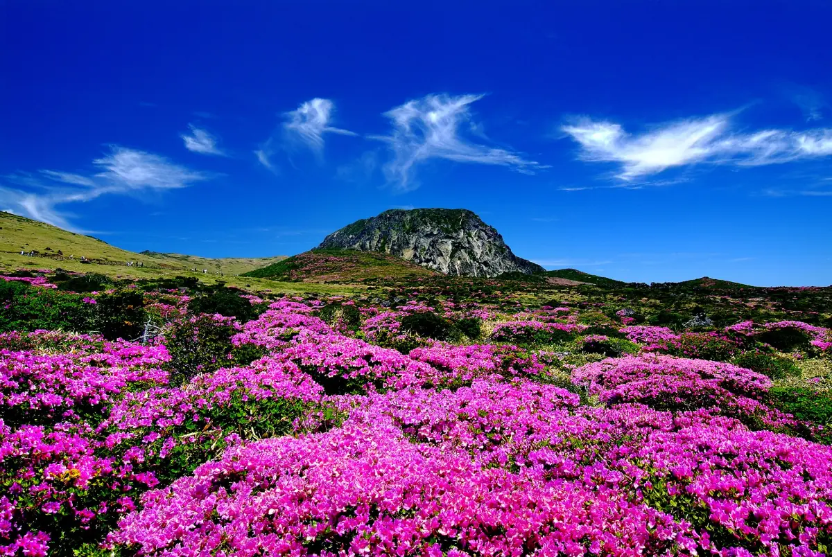 Azaleas in bloom below a peak of Hallasan