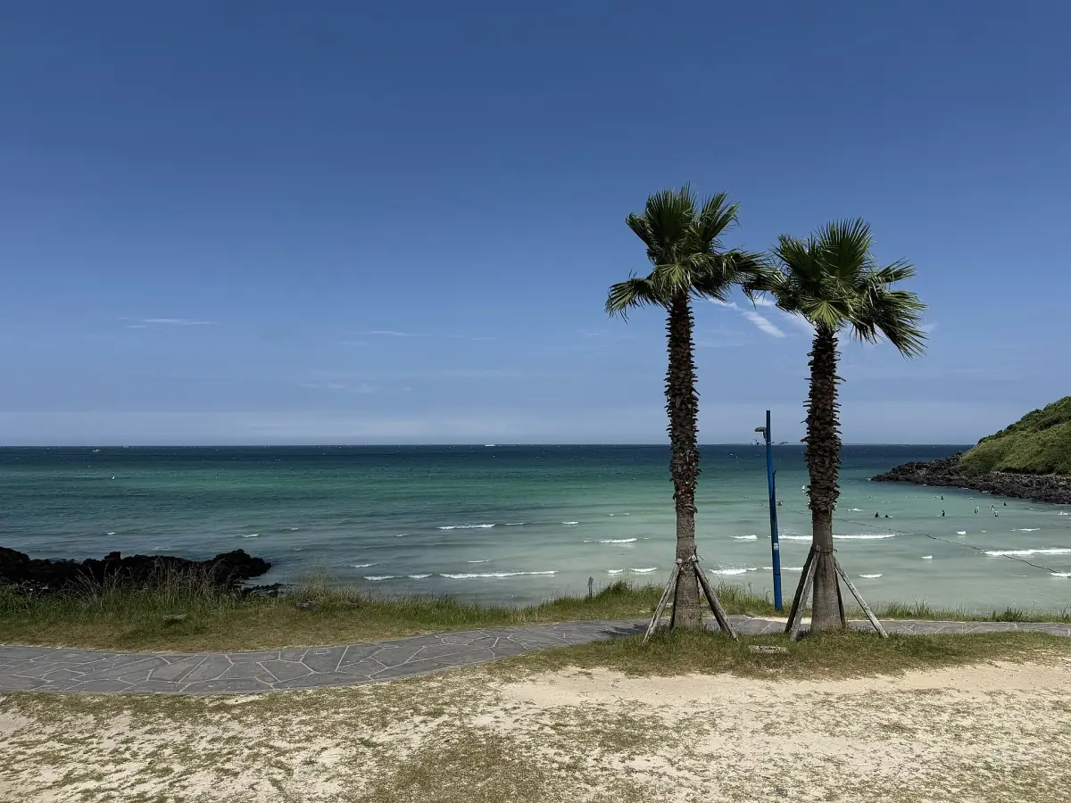 Palms at Hamdeok Beach
