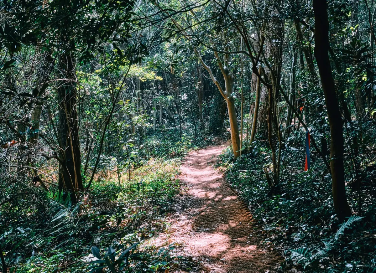 Forest path on an Olle route