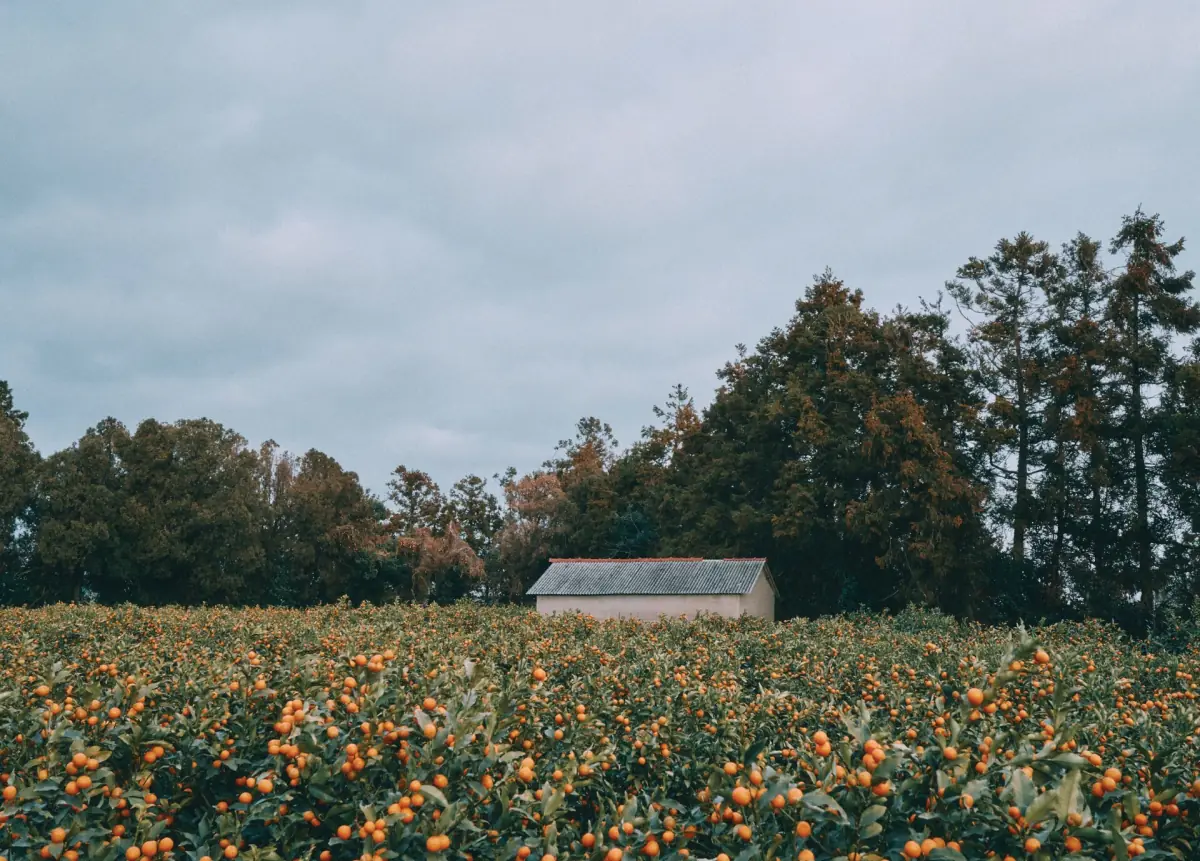 A tangerine orchard on Jeju