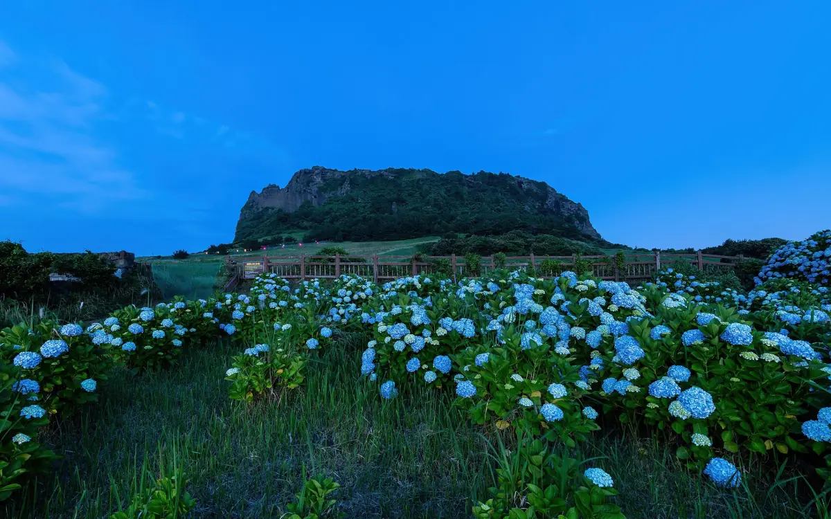 Hydrangeas in front of Seongsan Ilchulbong